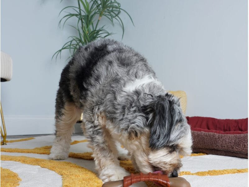 Dog Chew Toy