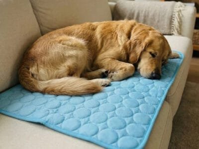 Dog Mat