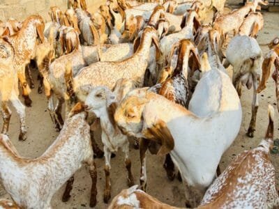 Goat breading
