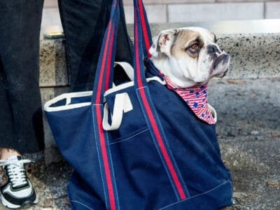 Carrier Dog Bag
