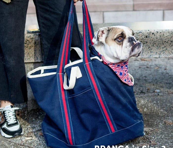 Carrier Dog Bag