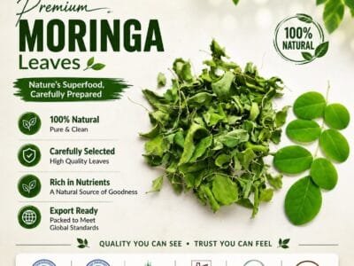  Egyptian Moringa