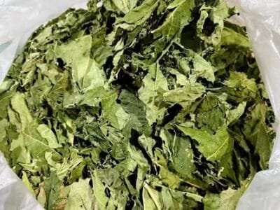 DRIED PAPAYA PASTE