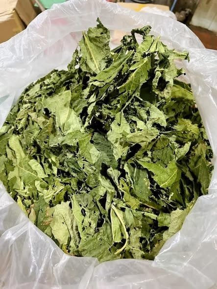 DRIED PAPAYA PASTE