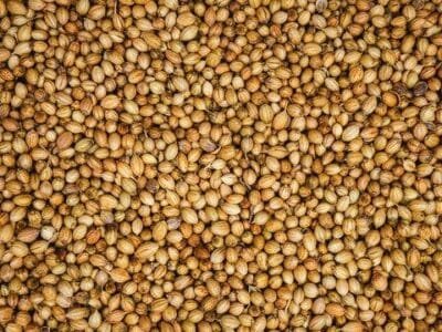 Premium Quality Coriander Seeds (dhania)