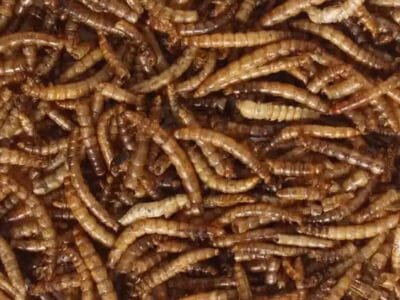 Dried Mealworms
