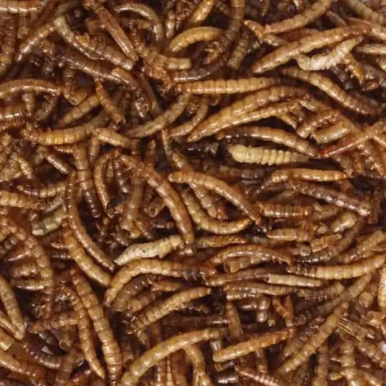 Dried Mealworms