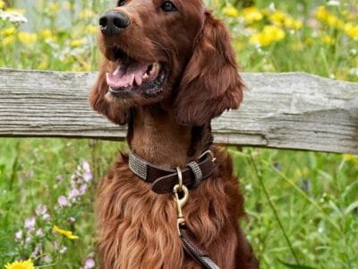 GREAT & SMALL Hawkhurst Leather Dog Collar Tweed