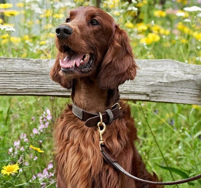GREAT & SMALL Hawkhurst Leather Dog Collar Tweed