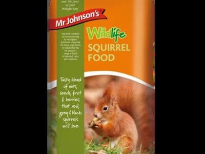 Squirrel Feeding