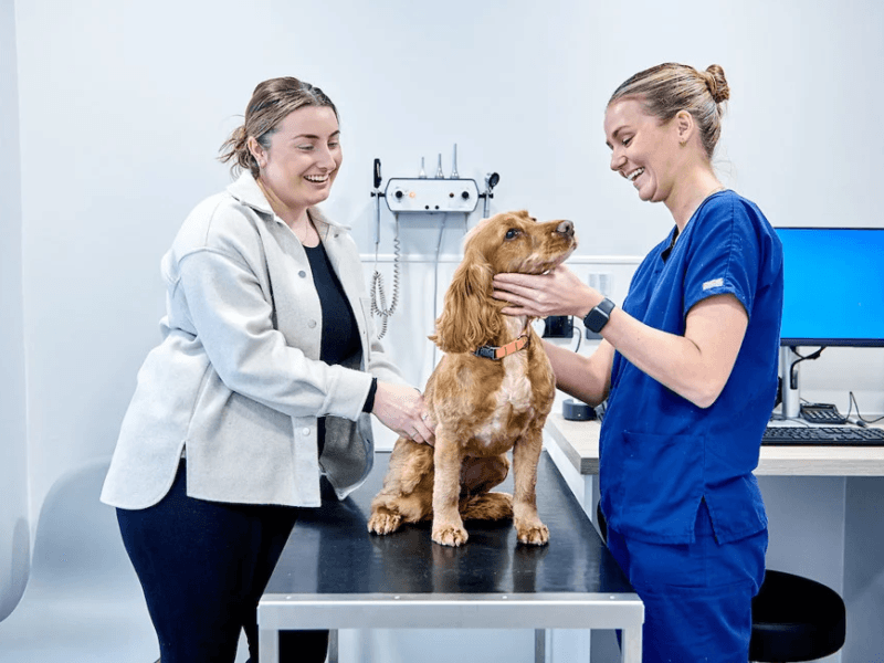 Pet Care & Advice